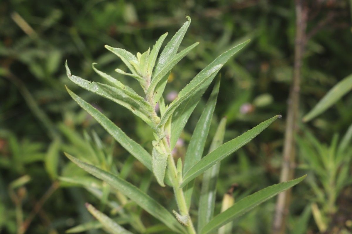 Angelonia salicariifolia Bonpl.